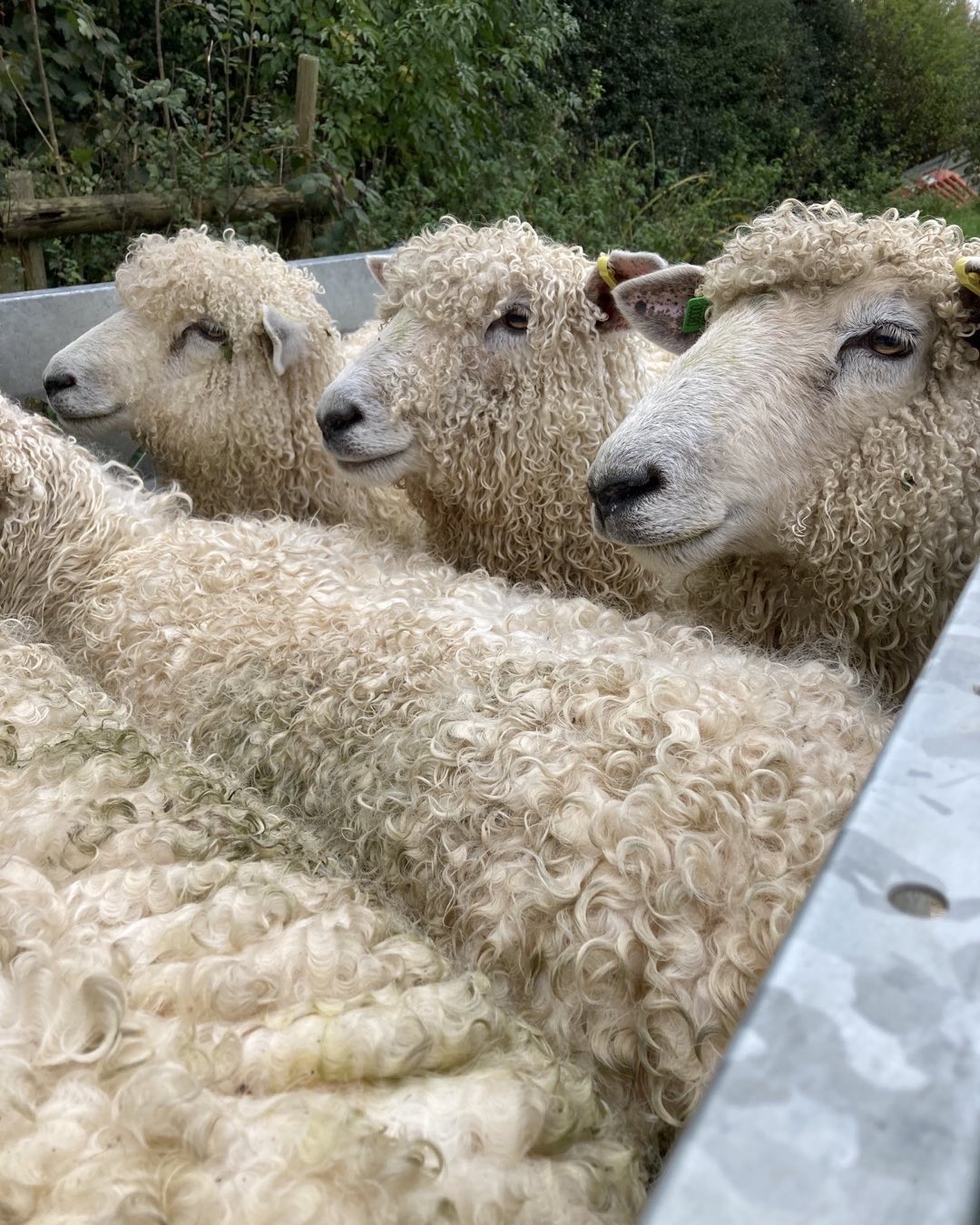 Despite the local floods we managed to move some of our hogget to new pasture at the weekend.These boys will provide more lovely fibre for processing in the Spring. In the meantime they need their fleeces to protect themselves from the winter weather.. wool is naturally warm and waterproof  as it contains lanolin, which is a natural water repellent ️ #naturalfibre #sustainable #heritagesheep